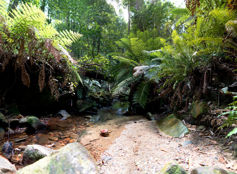 Coachwood Glen Megalong Valley NSW Australia