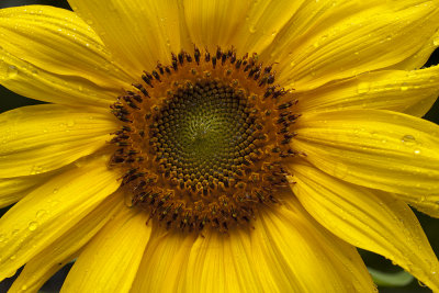 Sunflower-5D_8271.jpg