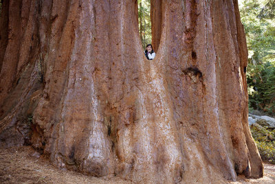 SequoiaKC_8547.jpg