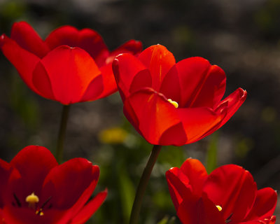 Tulips-AA-5D_7519.jpg