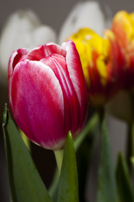 Tulips_8779-ps-24x16@220.jpg