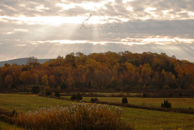 WarwickFoliage_0454-PS2.jpg