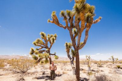 JoshuaTree_2015-8085.jpg