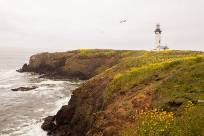 OregonCoast_2015-8031.jpg