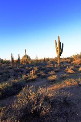 ScottsdaleDesert-web_8630.JPG