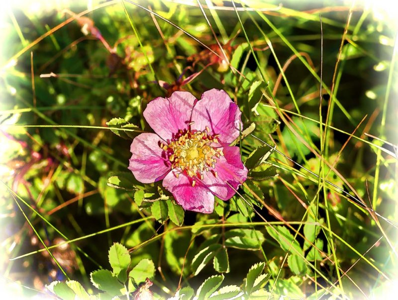 Wild Rose of Alberta