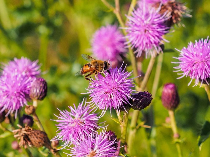 Bee on Milk Thistle