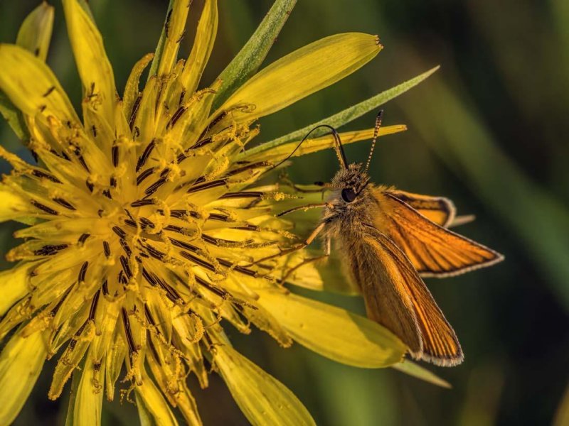 Garita Skipperling on Yellow Salsify/Common Goatsbeard