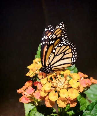 Monarch on lantana