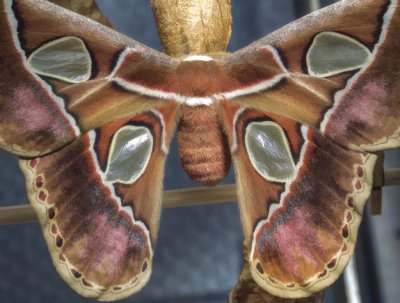 Female Atlas Moth just emerging
