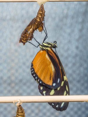 Tiger longwing just emerging