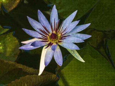 Water Lily Oil Painting