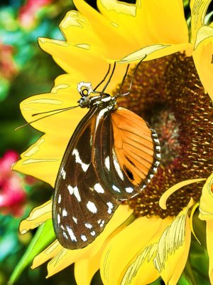 Tiger Longwing on Sunflower