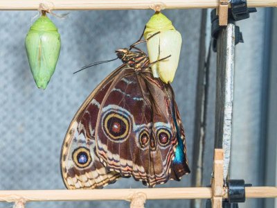 Peleides Blue Morpho just emerging