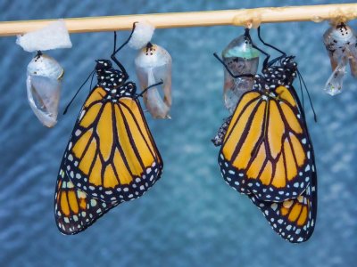 Monarch butterflies just emerging