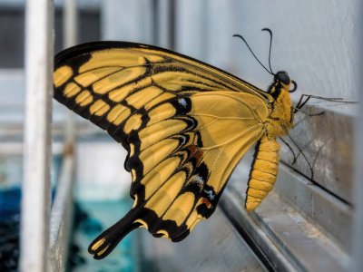 King Swallowtail just emerged