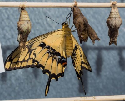 King Swallowtail just emerged