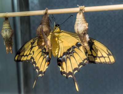 King Swallowtail just emerged