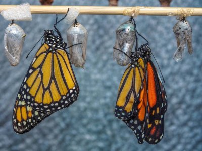 Monarch's just emerged