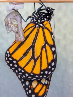 Monarch just emerged