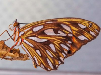 Gulf Fritillary/Passion just emerged