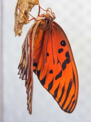 Gulf Fritillary/Passion just emerged