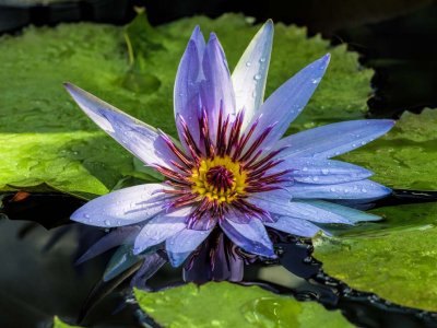 Water Lily