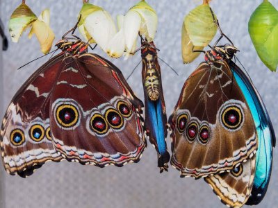 Blue Morphos just emerged