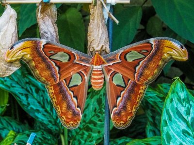 Female Atlas Moth just emerged