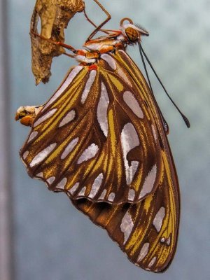 Gulf Fritillary/Passion just emerged
