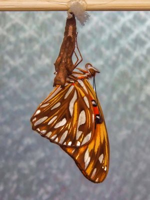 Agraulis vanillae (Gulf Fritillary/Passion Butterfly)