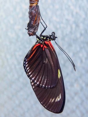 Doris longwing just emerged