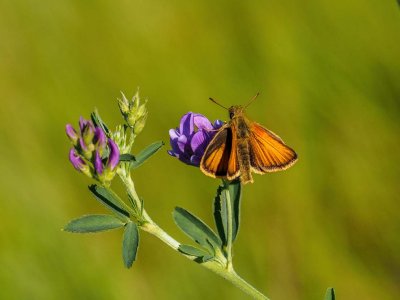 Garita Skipperling on Tufted Vetch