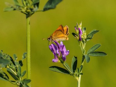 Garita Skipperling on Tufted Vetch