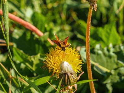 Garita Skipperling on Yellow Salsify/Common Goatsbeard