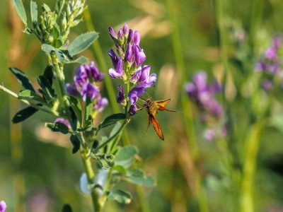 Garita Skipperling on Tufted Vetch