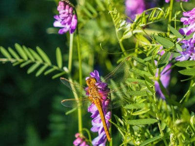 Golden Dragonfly