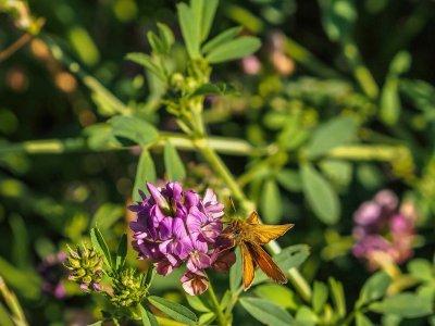 Garita Skipperling on Tufted Vetch