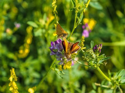 Garita Skipperlings on Tufted Vetch