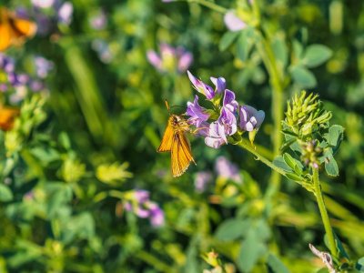 Garita Skipperlings on Tufted Vetch