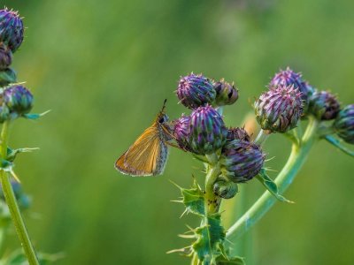 Garita Skipperling on Milk Thistle