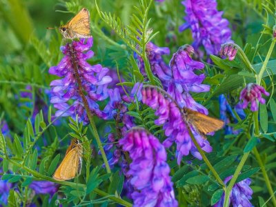 Garita Skipperlings on Tufted Vetch