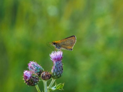 Garita Skipperling on Milk Thistle