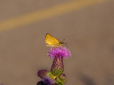 Garita Skipperling on Milk Thistle