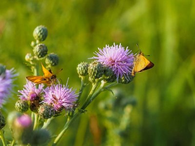 Garita Skipperling on Milk Thistle