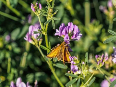 Garita Skipperling on Tufted Vetch