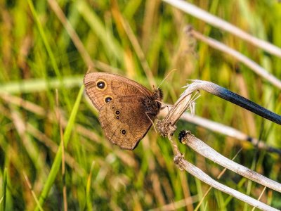 Common Wood-Nymph