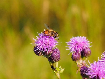 Bee on thistle