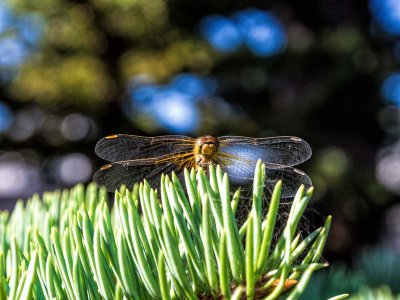 Dragonfly