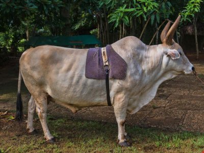 Brahma Bull